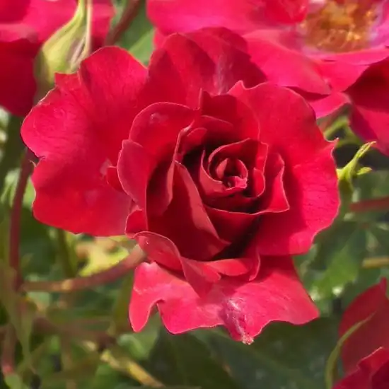 Rosa Rotilia® - roșu - trandafir pentru straturi Floribunda